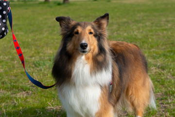 シェルティのポートレート