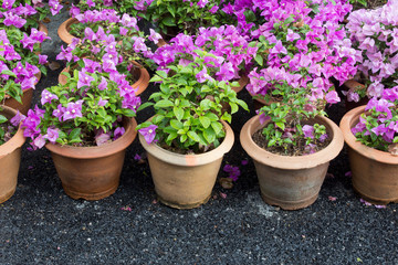 Pots of Bougainvilleas flower