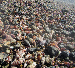 Summer background with shells