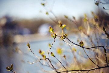 Background with green escapes on lilac bush branches