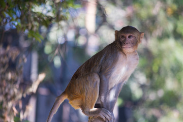 Monkey in Agra city