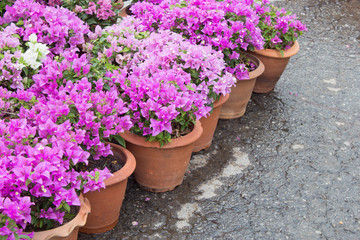 Pots of Bougainvilleas flower