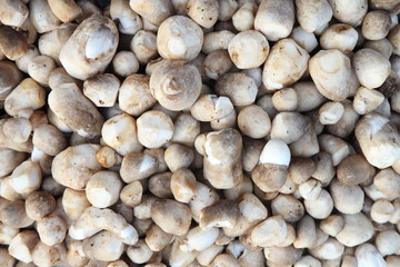 Top view Pile Of Fresh Straw Mushroom For Saleat Fresh market in Thailand