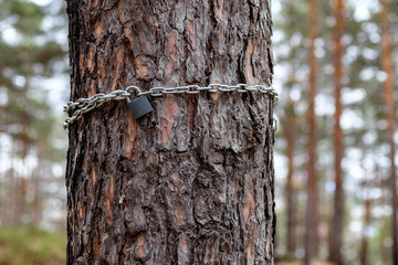 high trunk pine which is wrapped in a chain and closed on a padlock