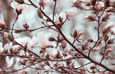 Mysterious spring background with white magnolia flowers