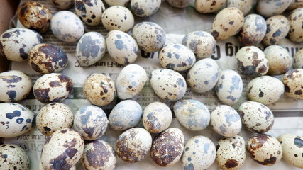 Obraz premium eggs for background