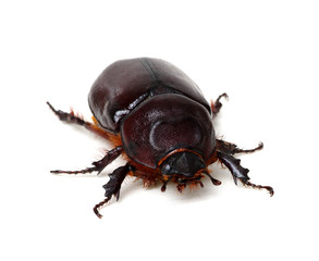 Beetle isolated on white