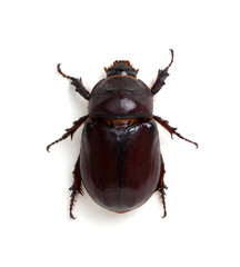 Beetle isolated on white
