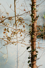 smoke prairie fire. Dry grass blazes among bushes destruction of forests