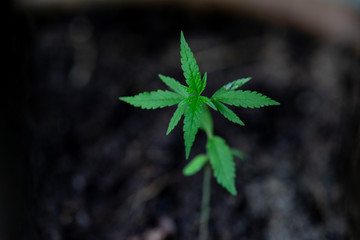 Small cannabis trees are growing on the ground, Used to study the treatment of diseases.