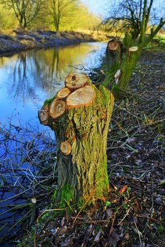 Sawed willow trees by the river   