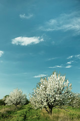 Blooming white flowers fruit spring garden.
