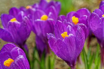 Obraz na płótnie Canvas Purple crocus in the spring garden.