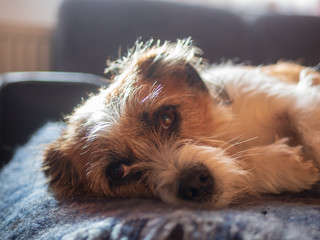 Kleiner Mischlingshund auf einem Sofa, Blick in die Kamera