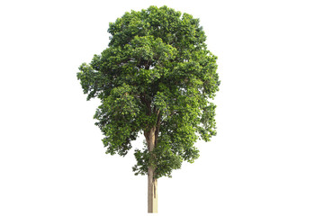 Fototapeta premium Tree isolated on white background.