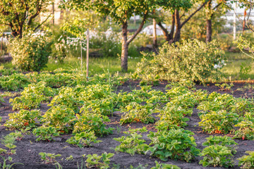 Strawberry plant growing in the garden in soil. The rows of strawberry plants in the garden.