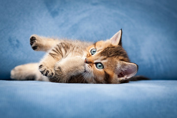 Cute tabby British kitten lying in front of the camera on a blue couch and chewing his paw