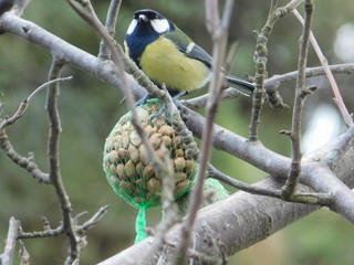 uccellino in inverno