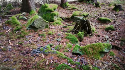 Moos im Wald 