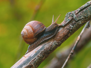 Close-up of crawling snail on green leaf early in the forest.