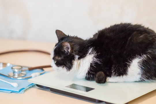  Veterinarian weighs a cat on the initial examination on the table with a stethoscope and medical supplies