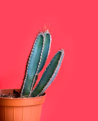 Green cactus in decor pot over bright red pastel background. Colorful summer trendy creative concept.