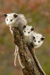 Virginia Opossum taken in central MN under controlled conditions