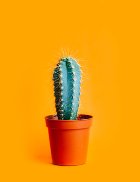 Green cactus in decor pot over bright orange pastel background. Colorful yellow summer trendy creative concept.