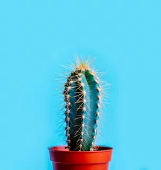 Photo sur Plexiglas Cactus Cactus vert en pot de décoration sur fond pastel bleu vif. Concept créatif tendance été coloré.