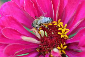 Bee On Pink Zinnia
