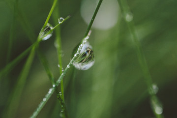 Wet grass in the forest. Reflection of nature in a drop of dew. Summer rainy forest.