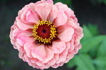 Gorgeous Zinnia