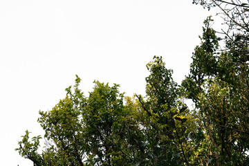 treetop isolated on white background