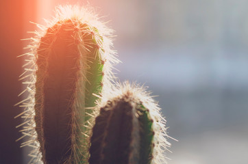 a plant: a cactus with prickly needles that shines through the early backlight.