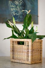 Green plants in a rustic basket in a modern kitchen with stylish interior design elements. 