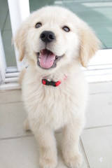 Cachorro golden retriever (puppy)