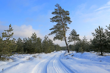 winter path in forest