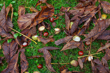 chestnuts on a grass