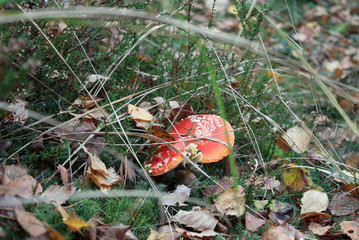 the gifts of the forest. fly agaric