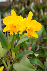 Fototapeta na wymiar Close up beautiful Cattleya orchid