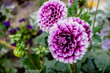 flower in the garden