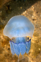 jellyfish. marine life