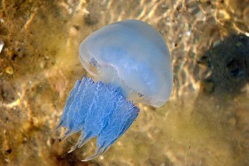 jellyfish. marine life
