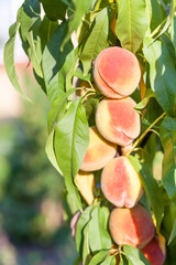 A branch of ripe peaches ready to be picked