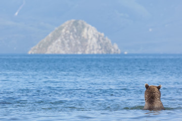 Big bear grizzly in water on background blue lake and mountain.Kamchatka