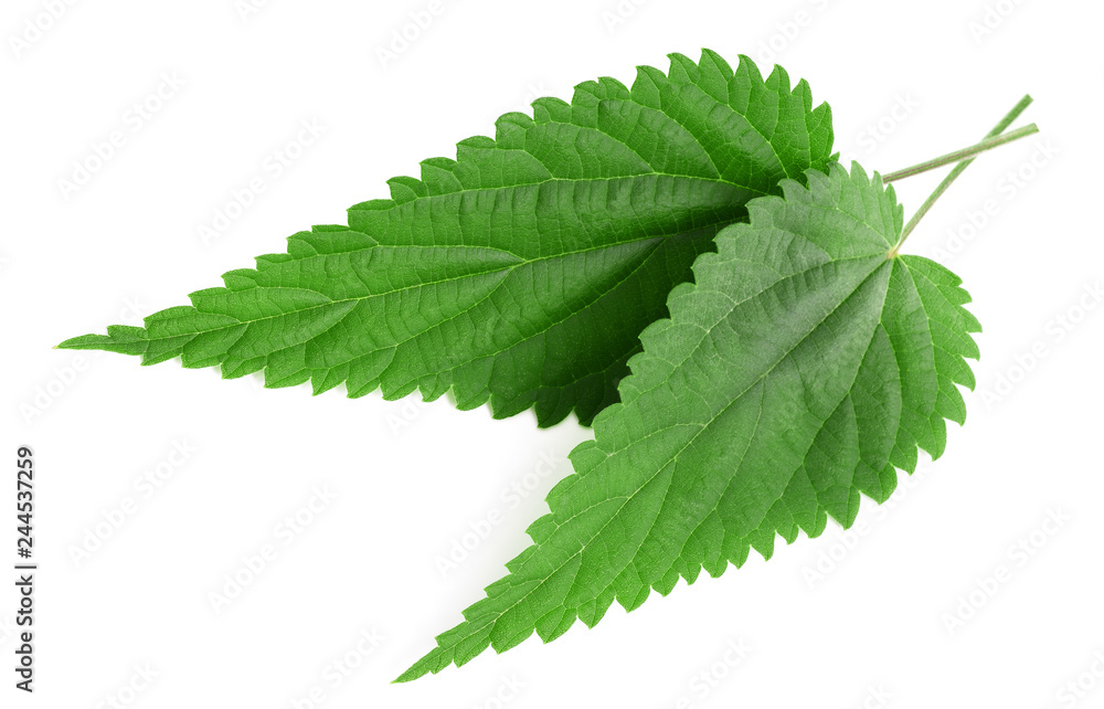 Wall mural nettle leaves