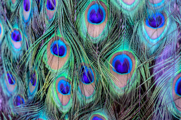 peacock feather