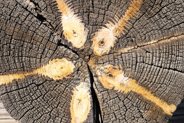 close-up wooden cut texture