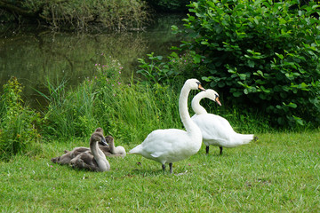 white or mute swan family with cygnets                               
