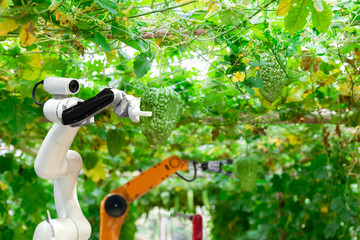 Smart robotic farmers harvest in agriculture futuristic robot automation to work technology...